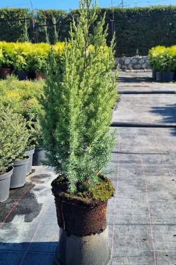 Ялівець китайський Stricta С2 300002 фото