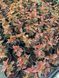 Пухироплідник Salamandra 30016 фото 2