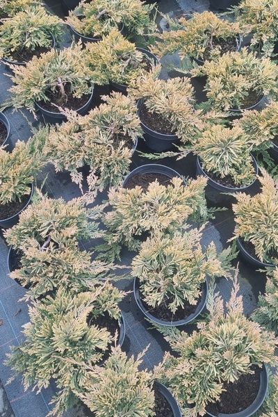 Ялівець горизонтальний Golden Carpet С2 300011 фото