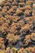 Ялівець горизонтальний Golden Carpet С2 300011 фото 1