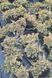 Ялівець горизонтальний Golden Carpet С2 300011 фото 2