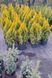 Туя Jane Gold 000007 фото 1