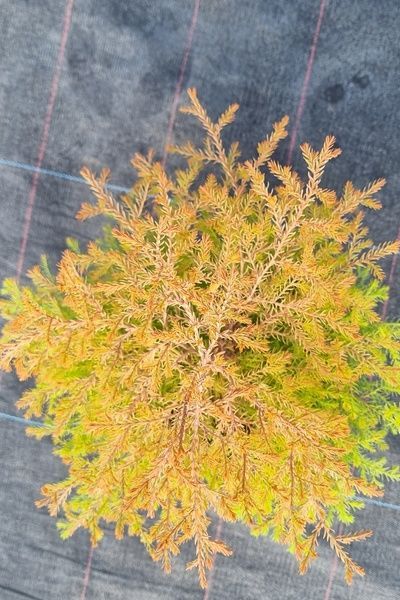 Туя Fire Chief 000009 фото