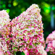 Гортензія Living royal Flower  800016 фото 2