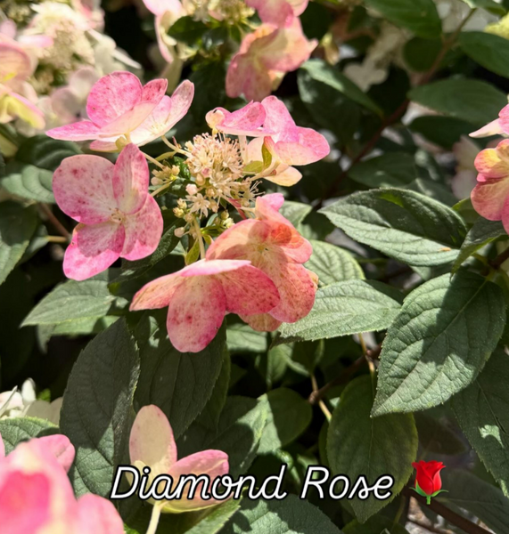 Гортензія Diamond Rose 80017 фото