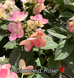 Гортензія Diamond Rose 80017 фото 3