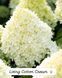 Гортензія LIVING Cotton Cream  800007 фото 1
