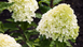 Гортензія LIVING Cotton Cream  800007 фото 2