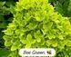 Гортензія Bee Green 800020 фото 1