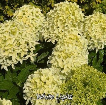 Гортензія White Light 800021 фото