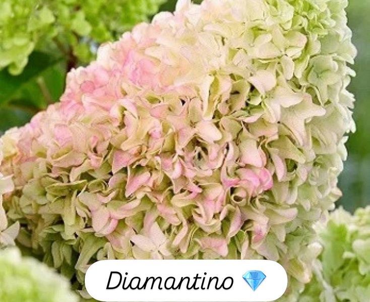 Гортензія Diamantino 800022 фото