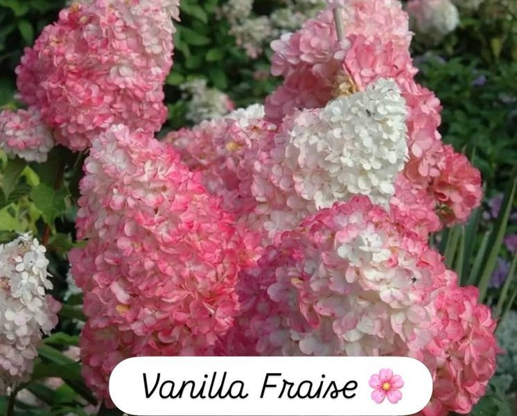 Гортензія Vanilla Fraise 800025 фото