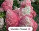 Гортензія Vanilla Fraise 800025 фото 2