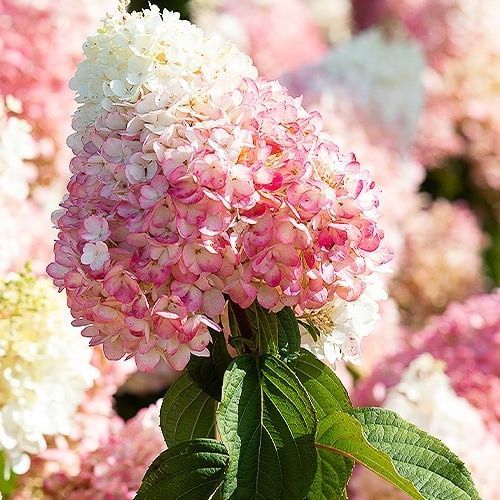 Гортензія LIVING Strawberry Blossom 800001 фото