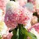 Гортензія LIVING Strawberry Blossom 800001 фото 1