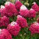 Гортензія LIVING Strawberry Blossom 800001 фото 2