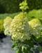 Гортезія LIVING Summer Snow 800002 фото 3