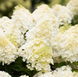Гортезія LIVING Summer Snow 800002 фото 5